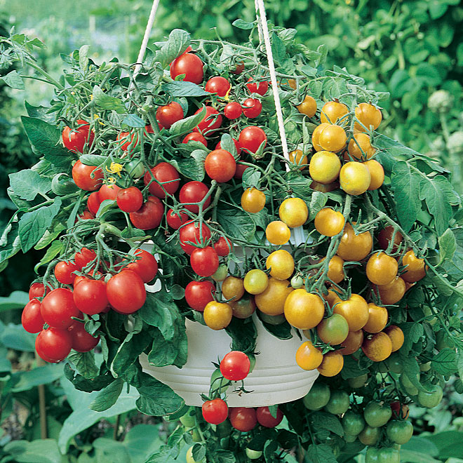 Tomato basket Fruit and Veg Grow Your Own Windy Ridge